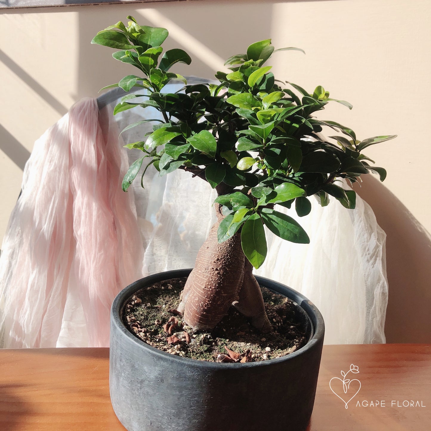 Bonsai Ficus Retusa 8”
