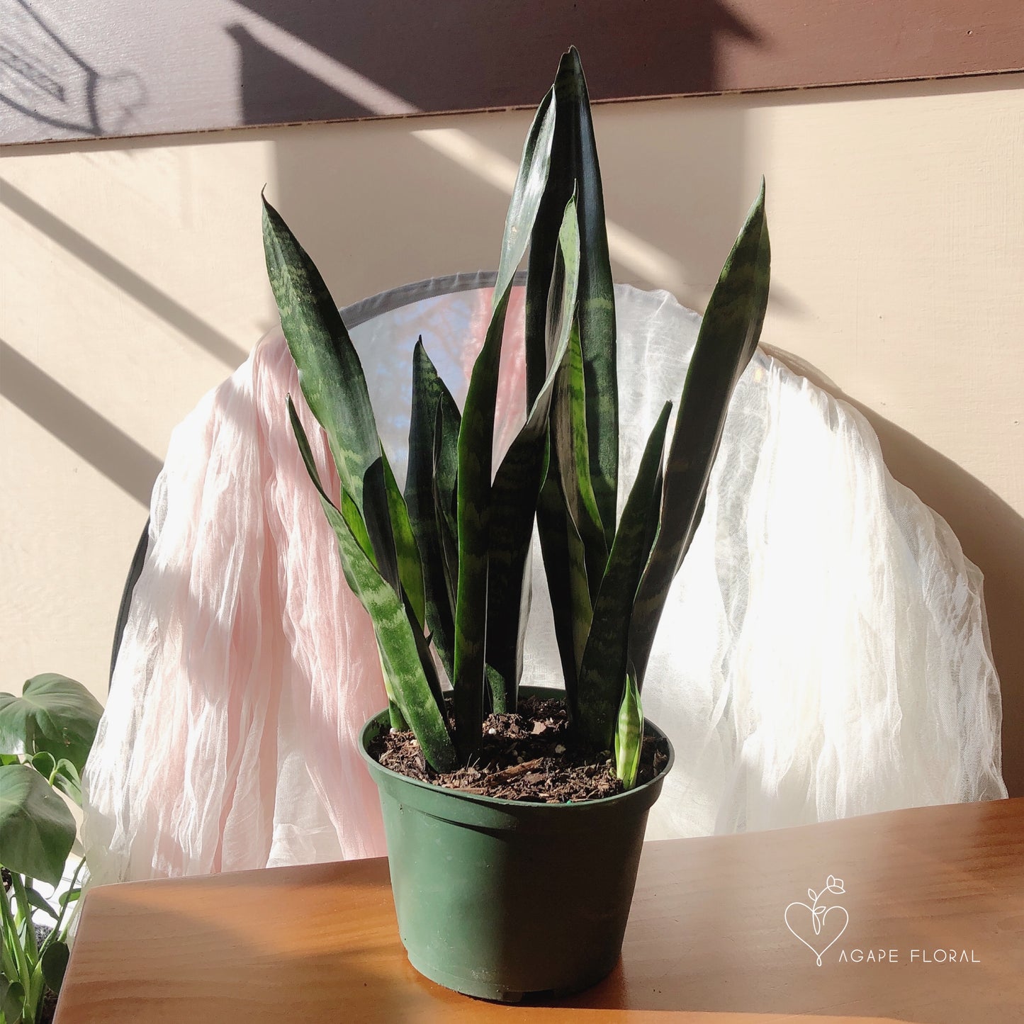 Snake Plant