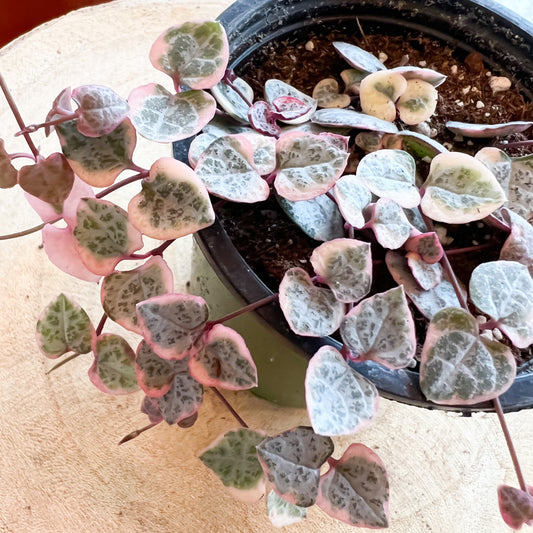 String of Hearts Variegated