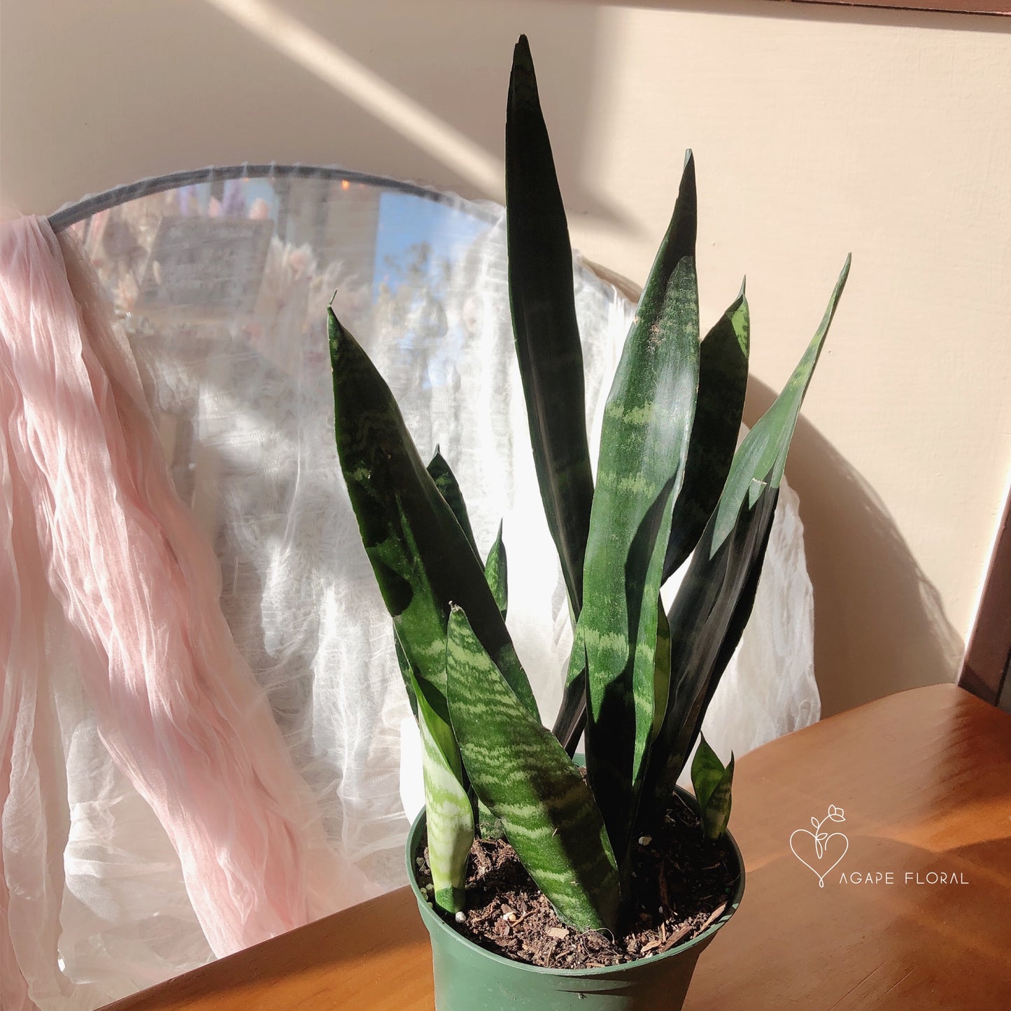 Snake Plant