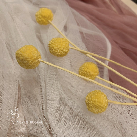 Yellow Billy Buttons