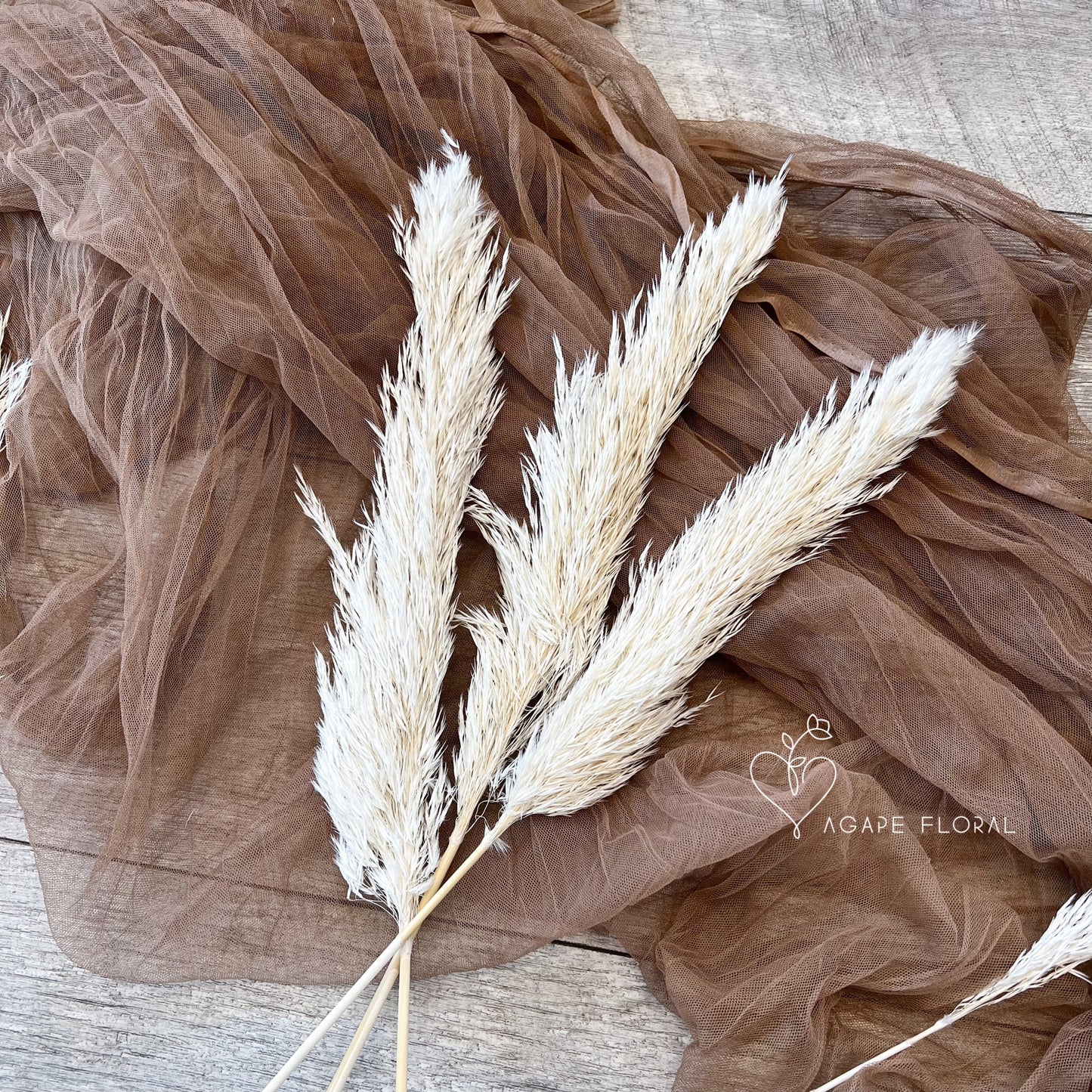 Small White Fluffy Pampas Grass