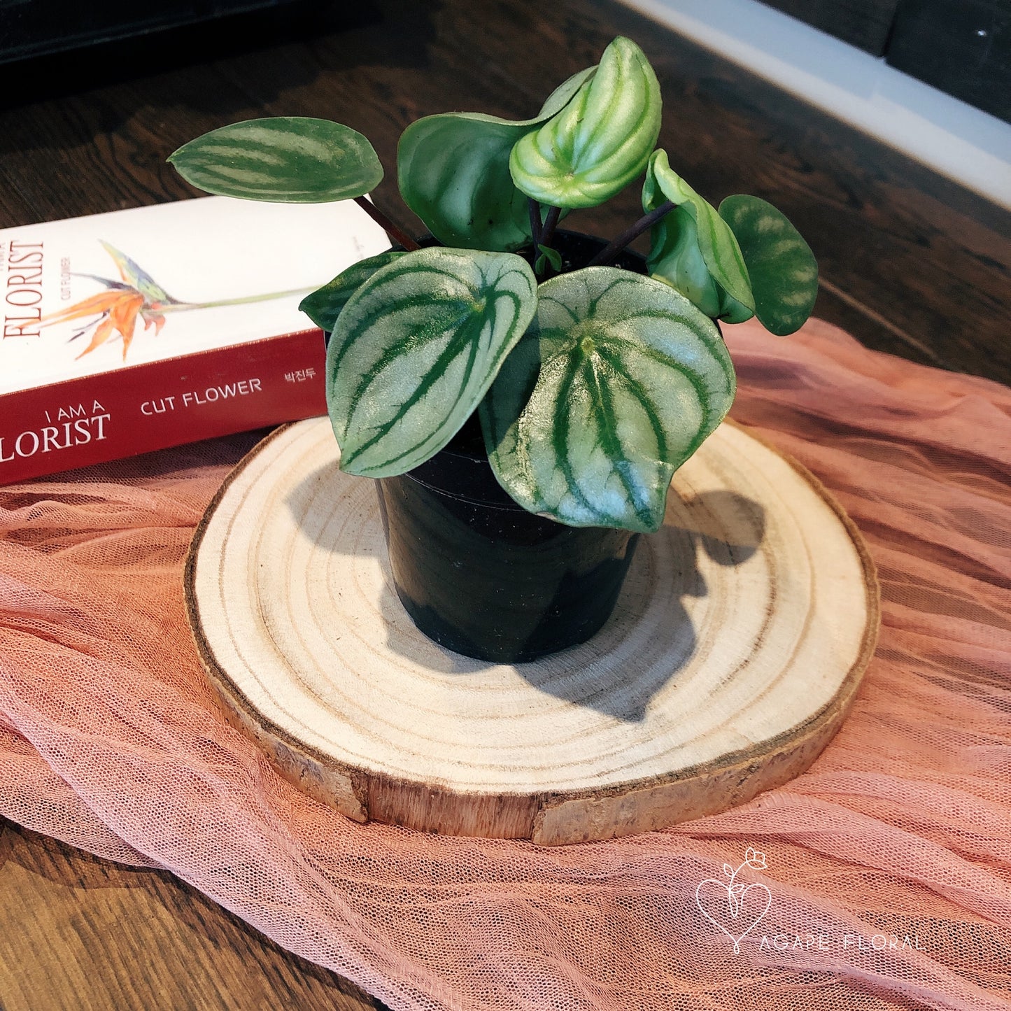 Peperomia Watermelon