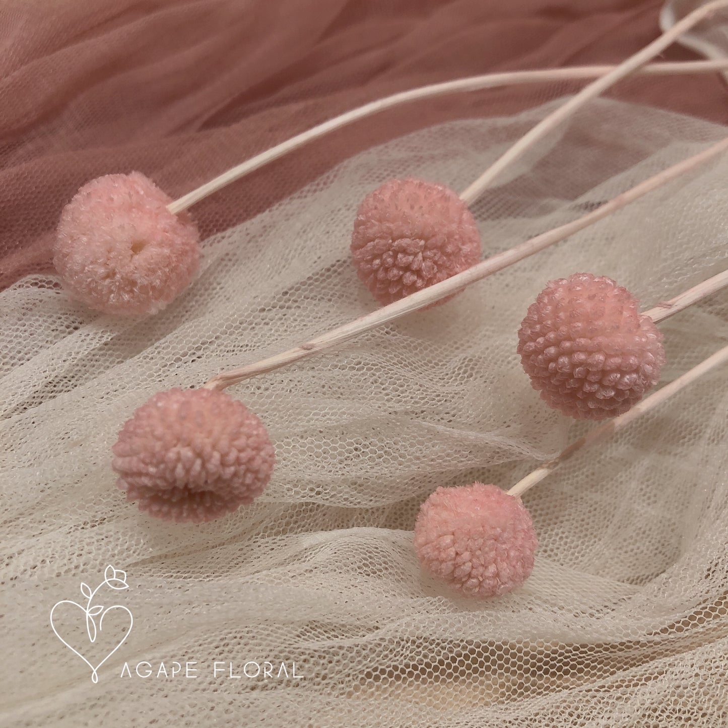 Light Pink Billy Buttons