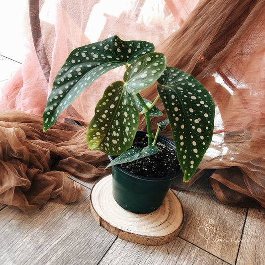 Begonia Maculata