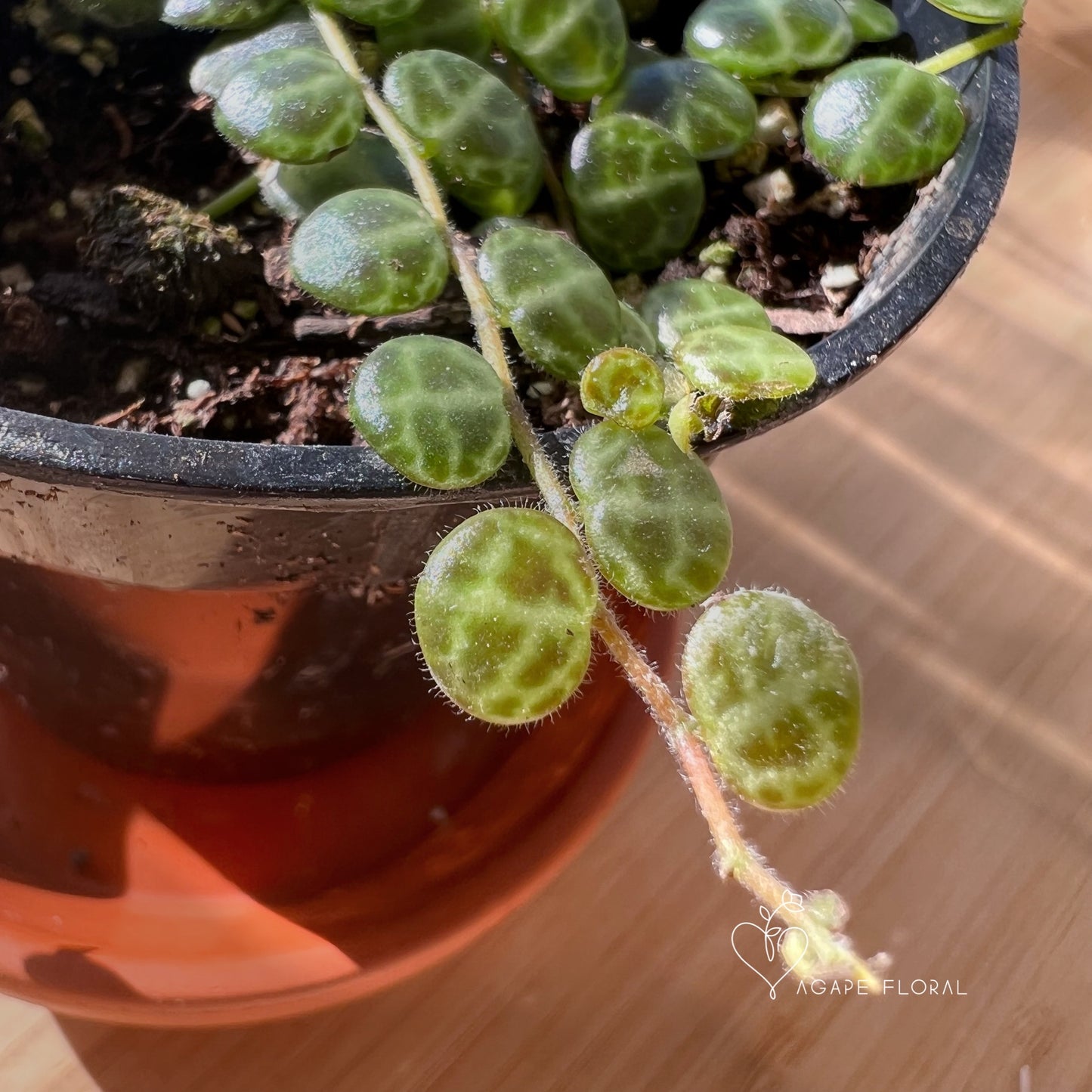 String of Turtles