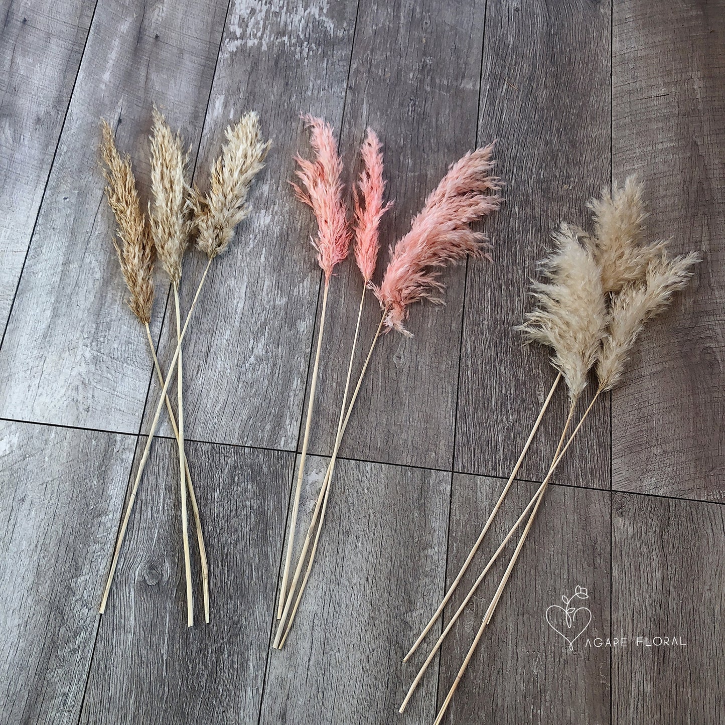 Small Cream Fluffy Pampas Grass