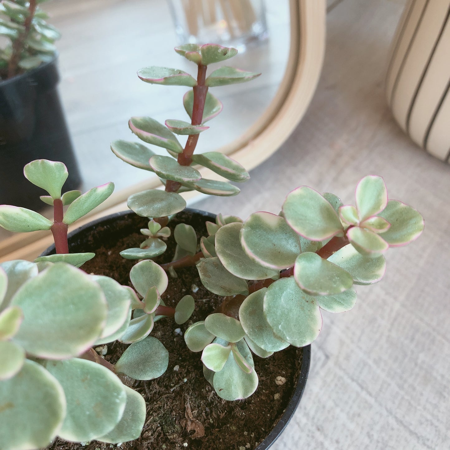 Portulacaria Arfa
