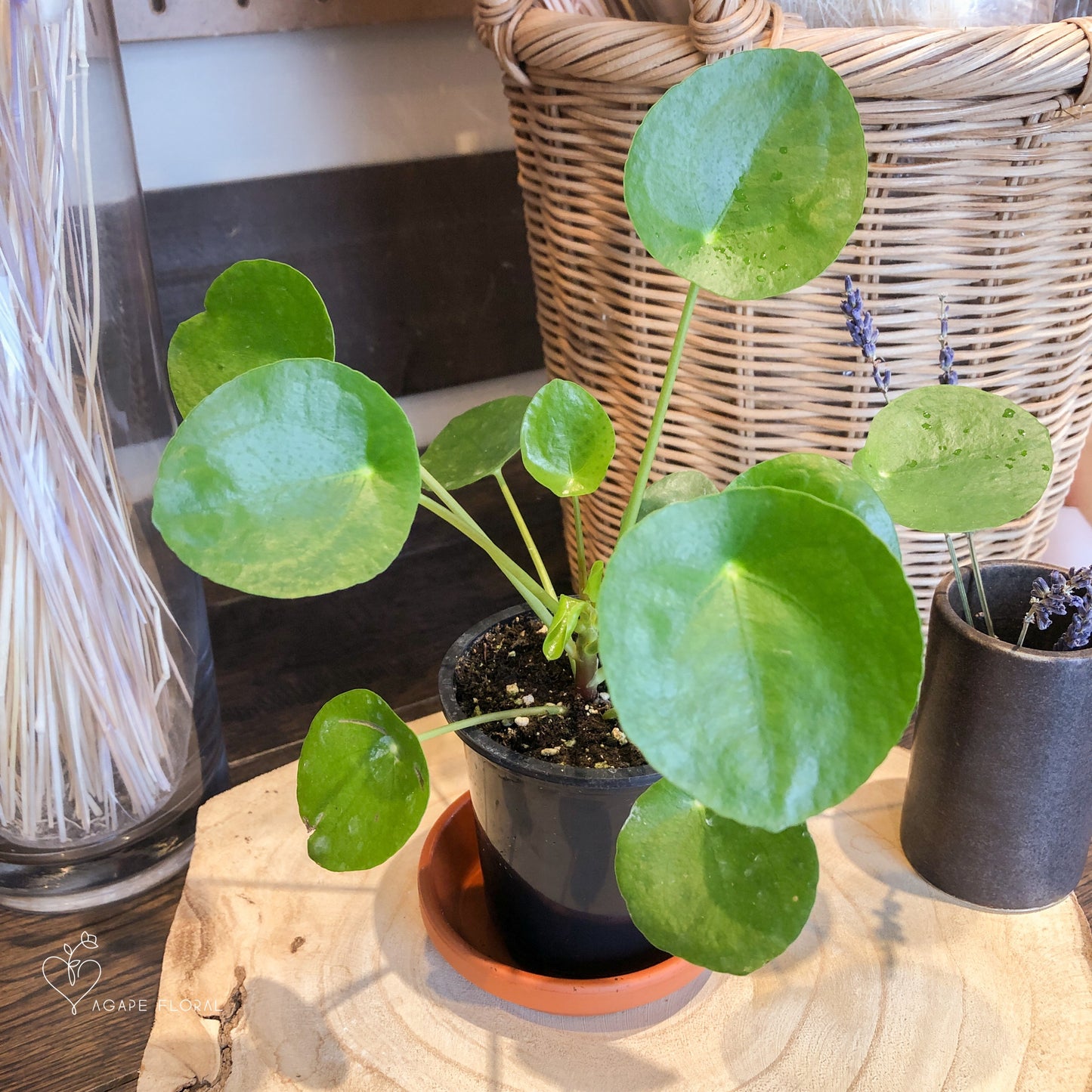 Pilea Peperomioides