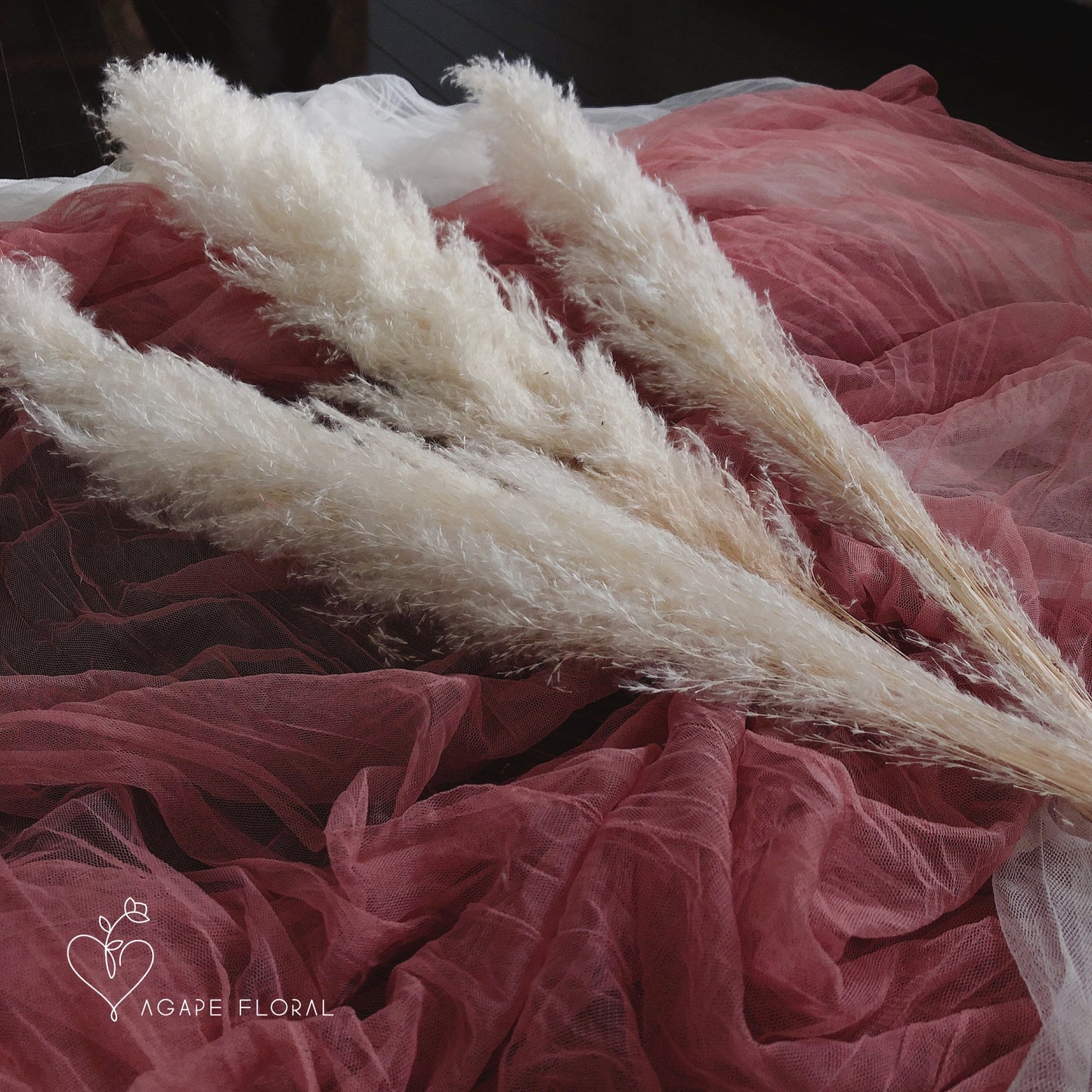 Medium White Pampas Grass