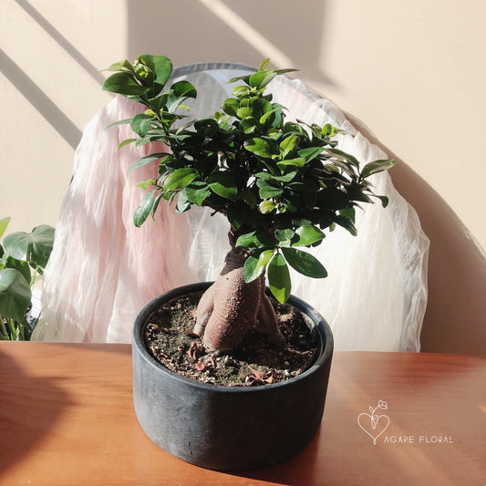 Bonsai Ficus Retusa 8”