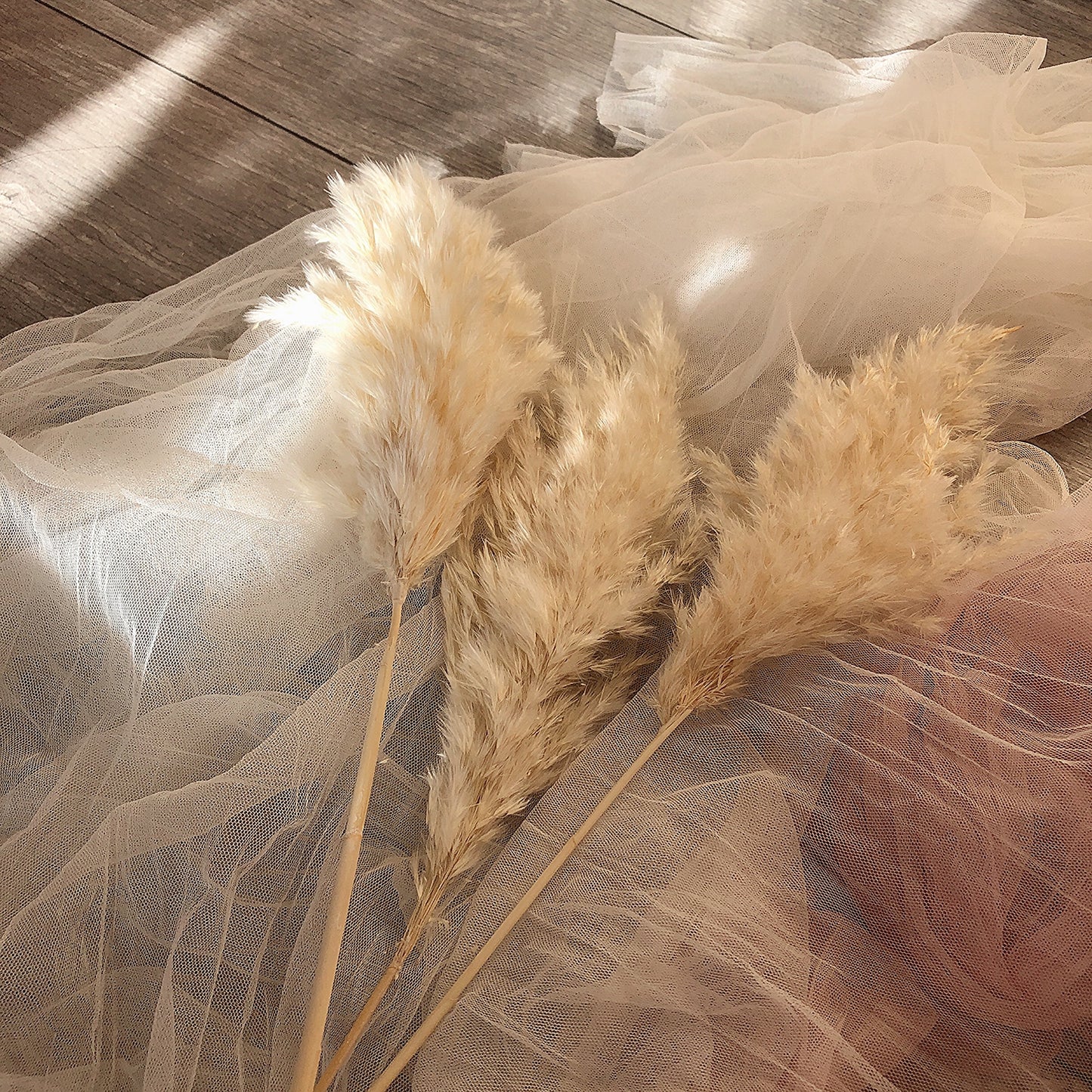 Small Beige Fluffy Pampas Grass