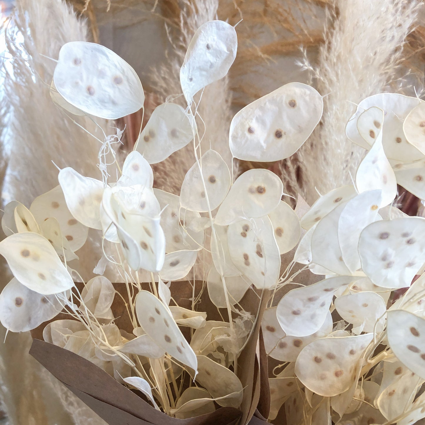 Lunaria Bleached