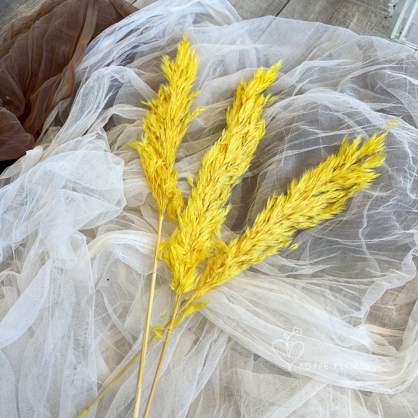 Small Yellow Fluffy Pampas Grass