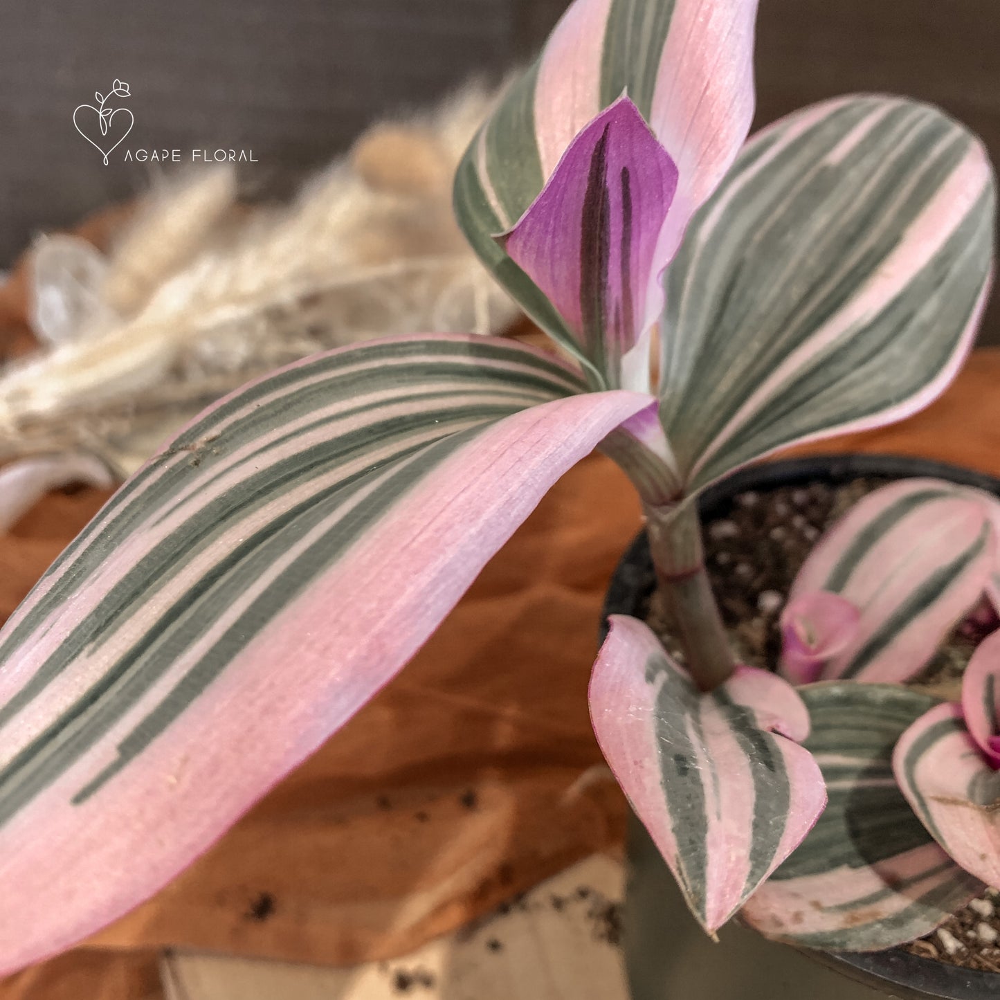 Tradescantia Nanouk