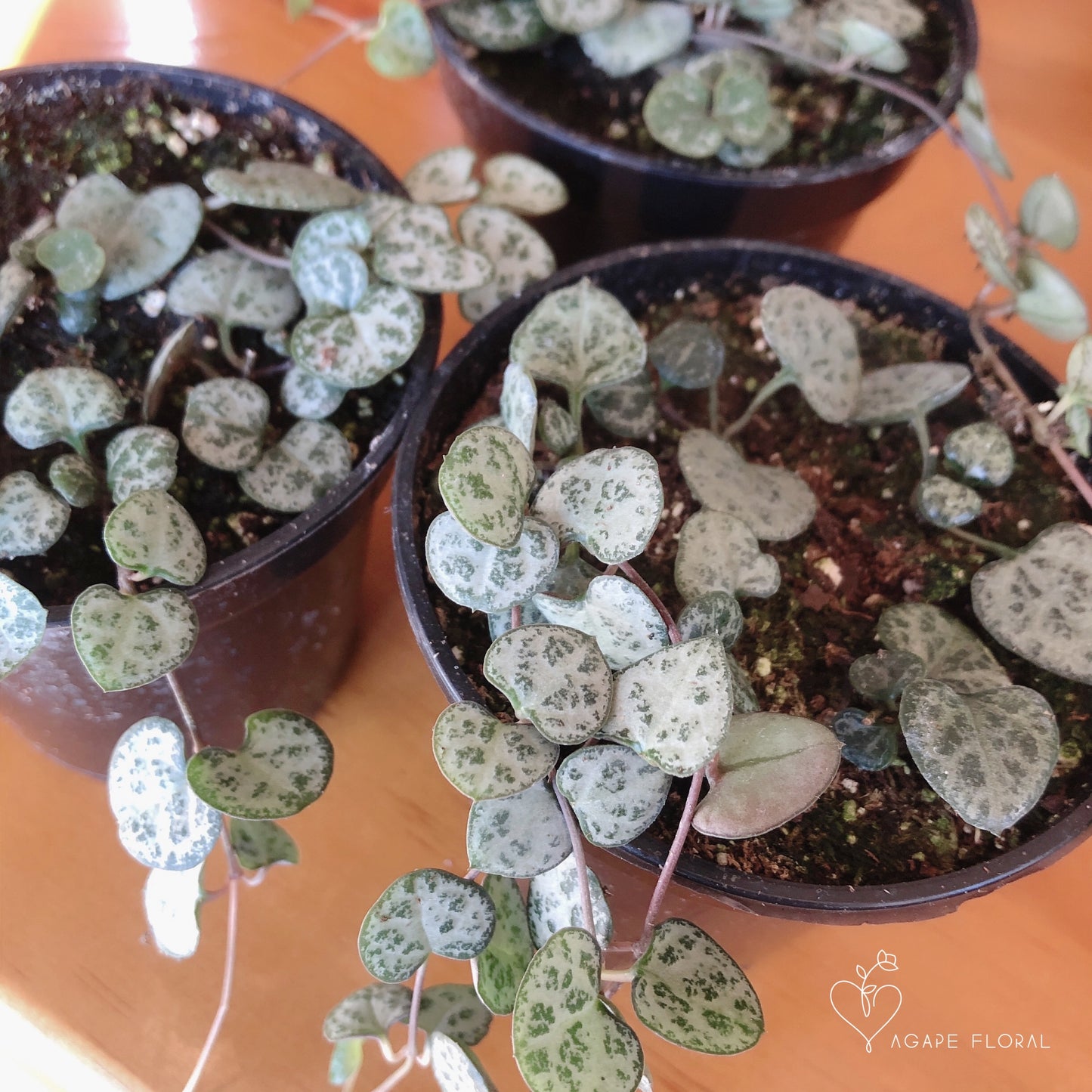 String of Hearts