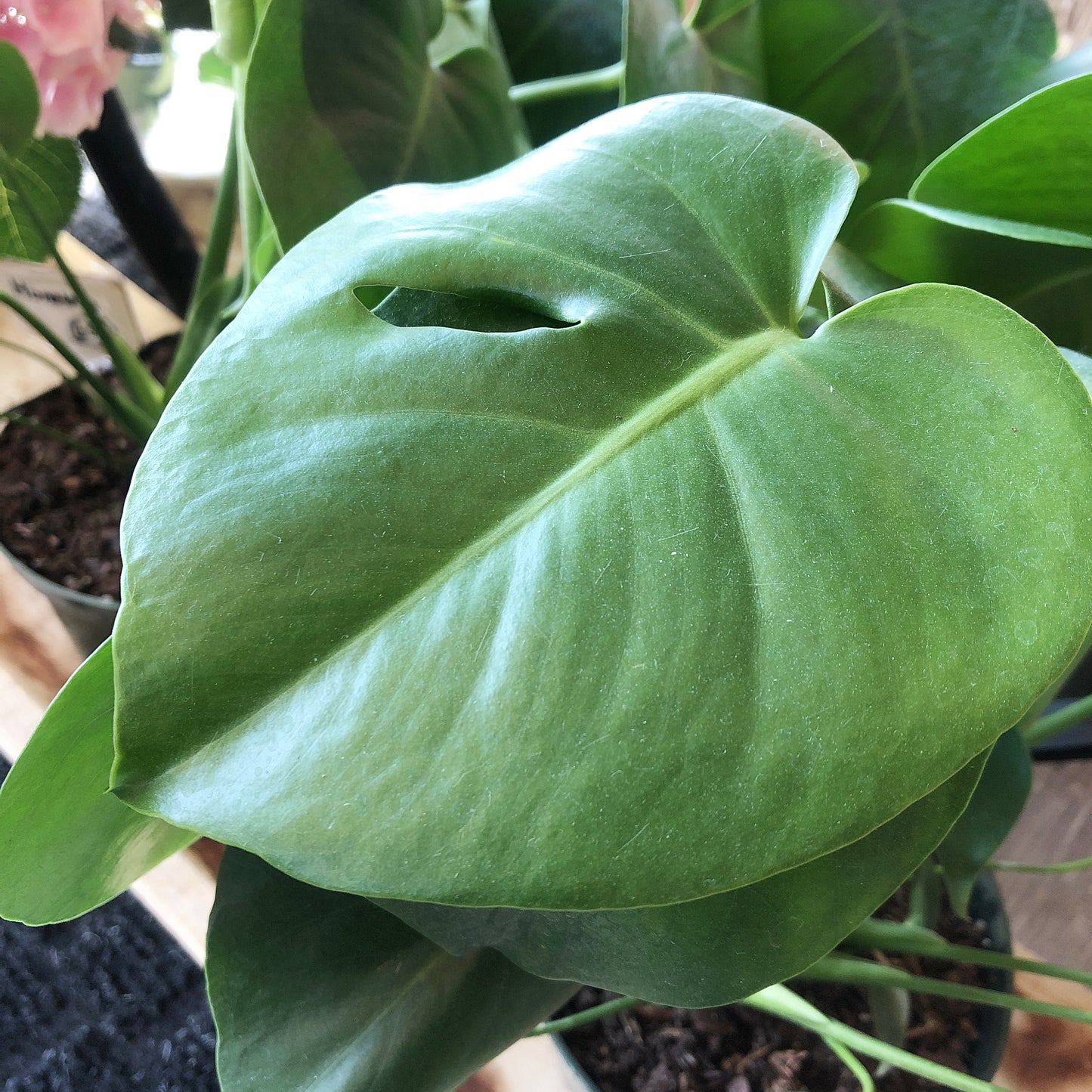 Monstera