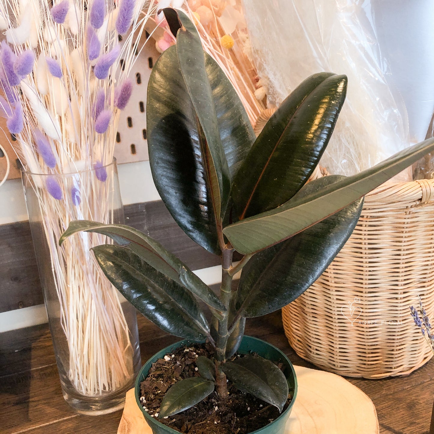 Rubber Plant