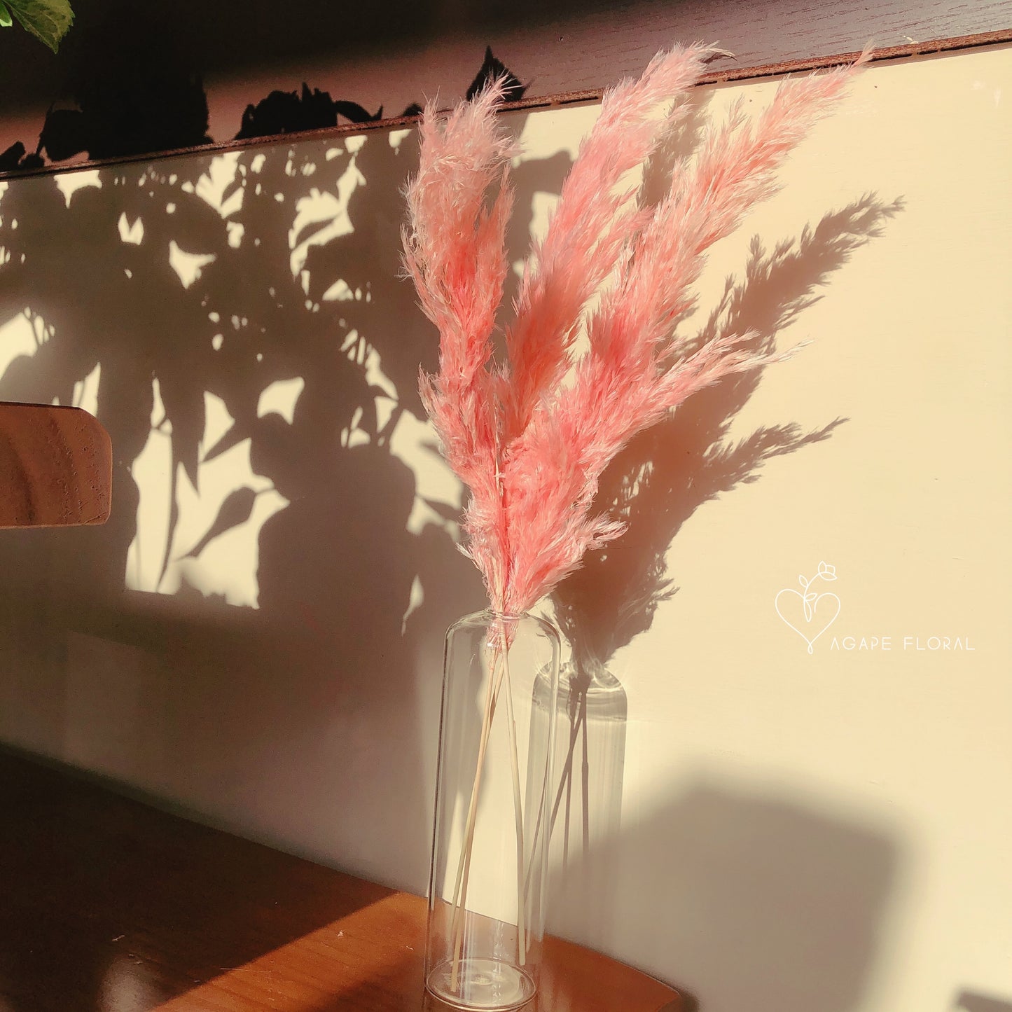 Small Pink Fluffy Pampas Grass