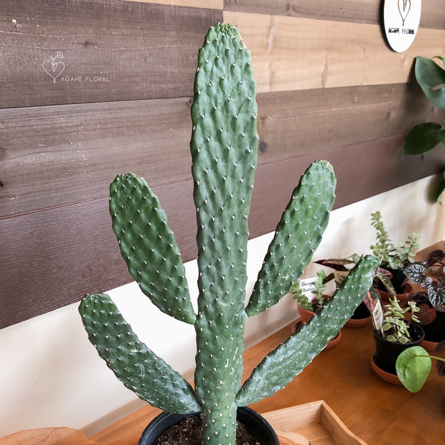 Cartoon Cactus