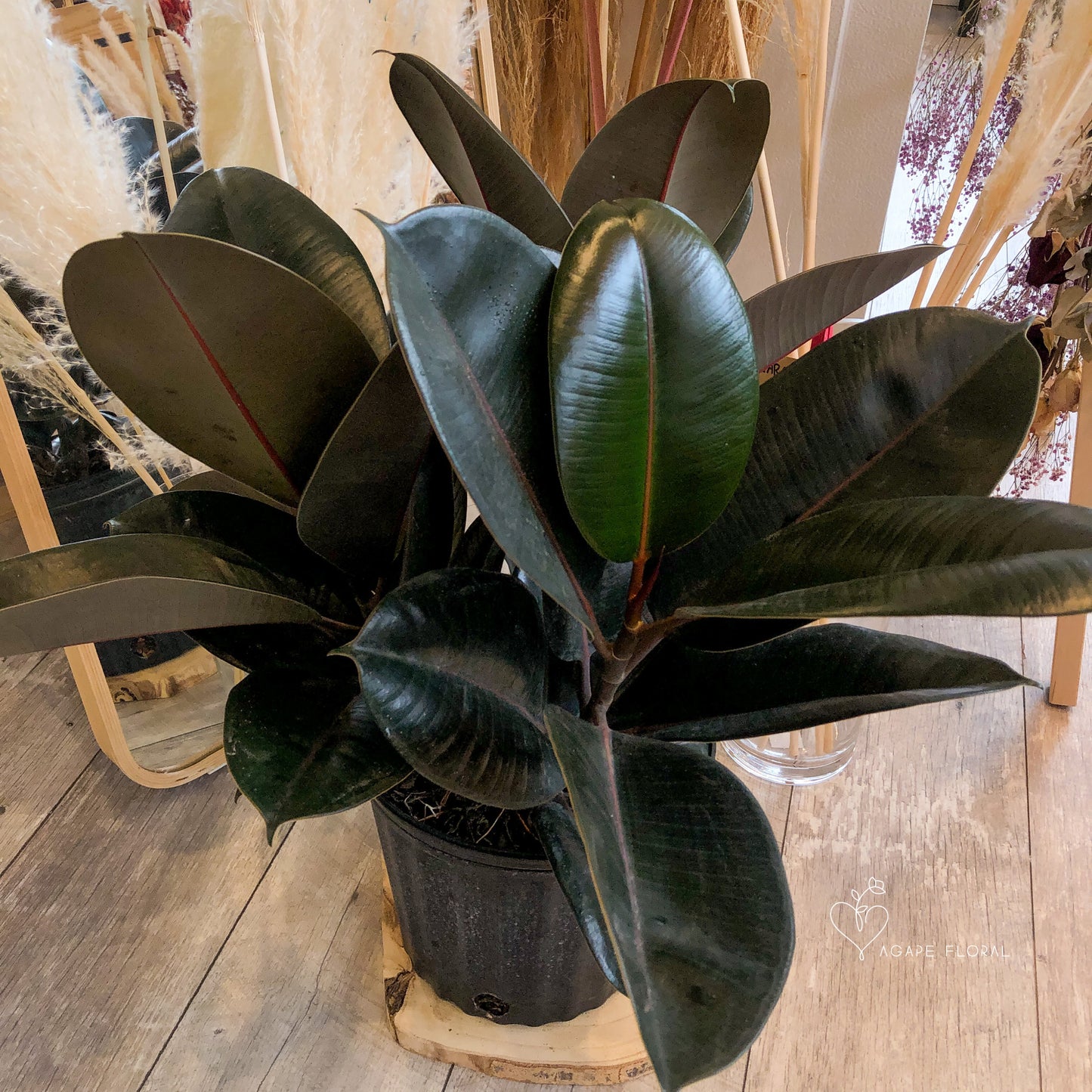 Rubber Plant