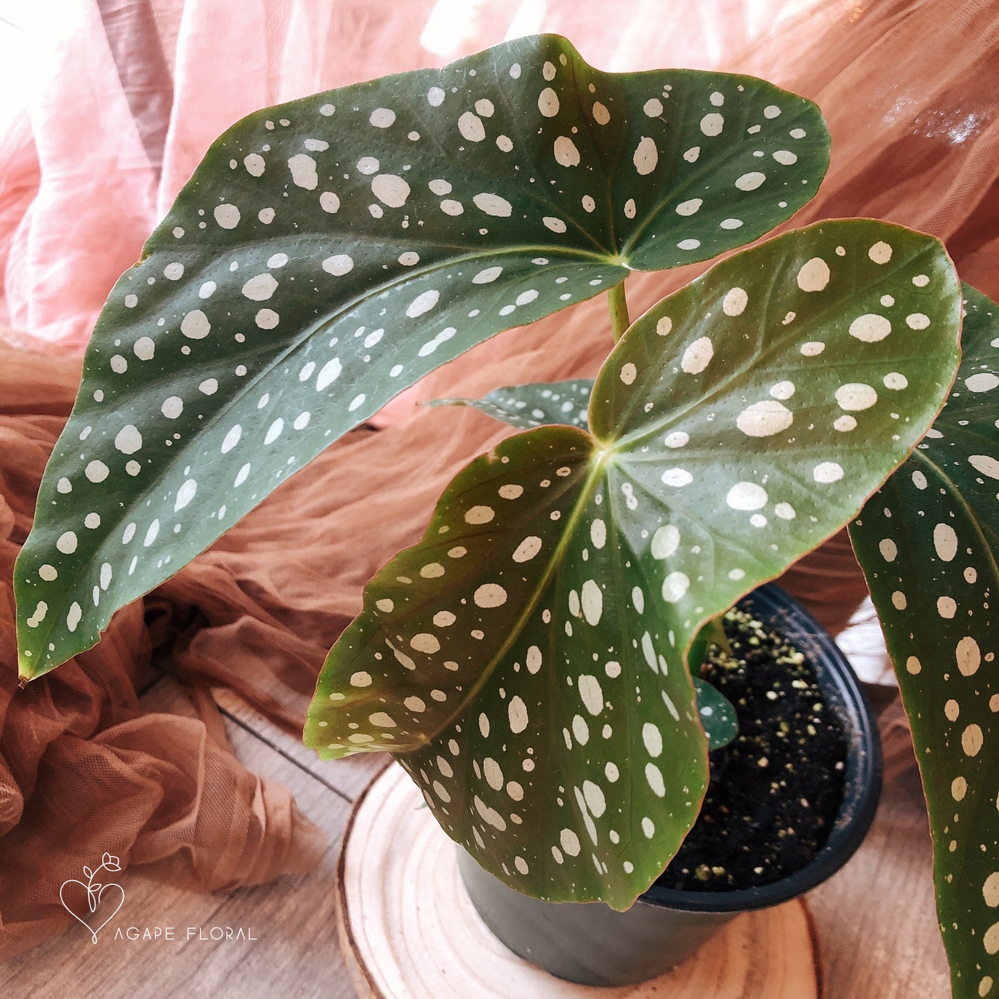 Begonia Maculata