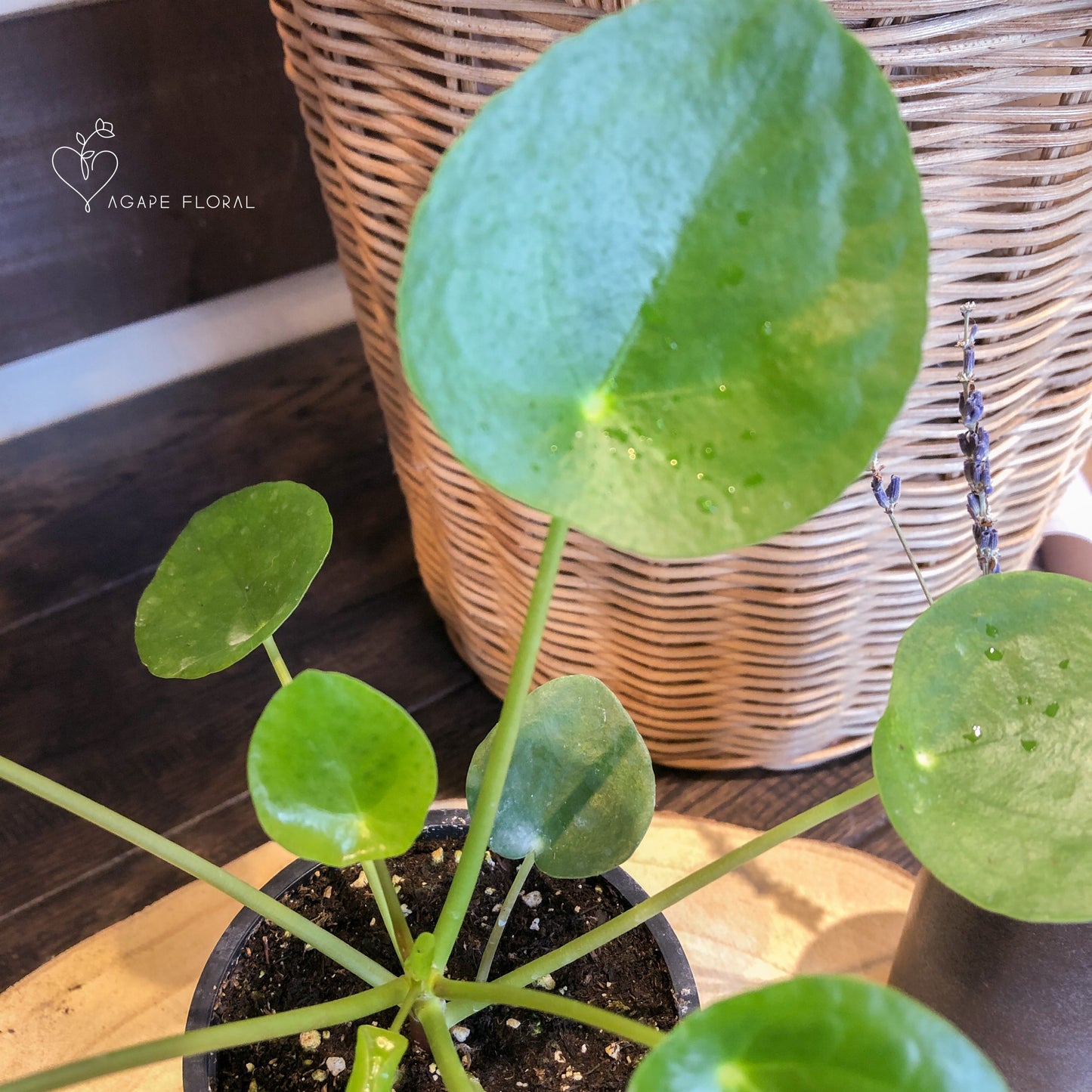 Pilea Peperomioides