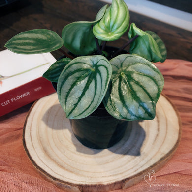 Peperomia Watermelon