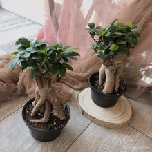 Load image into Gallery viewer, Bonsai Ficus Retusa 5”