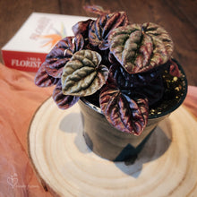 Load image into Gallery viewer, Peperomia Red Ripple