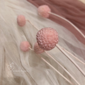 Light Pink Billy Buttons