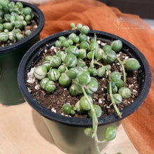 Load image into Gallery viewer, String of Pearls