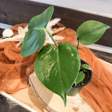 Load image into Gallery viewer, Monstera