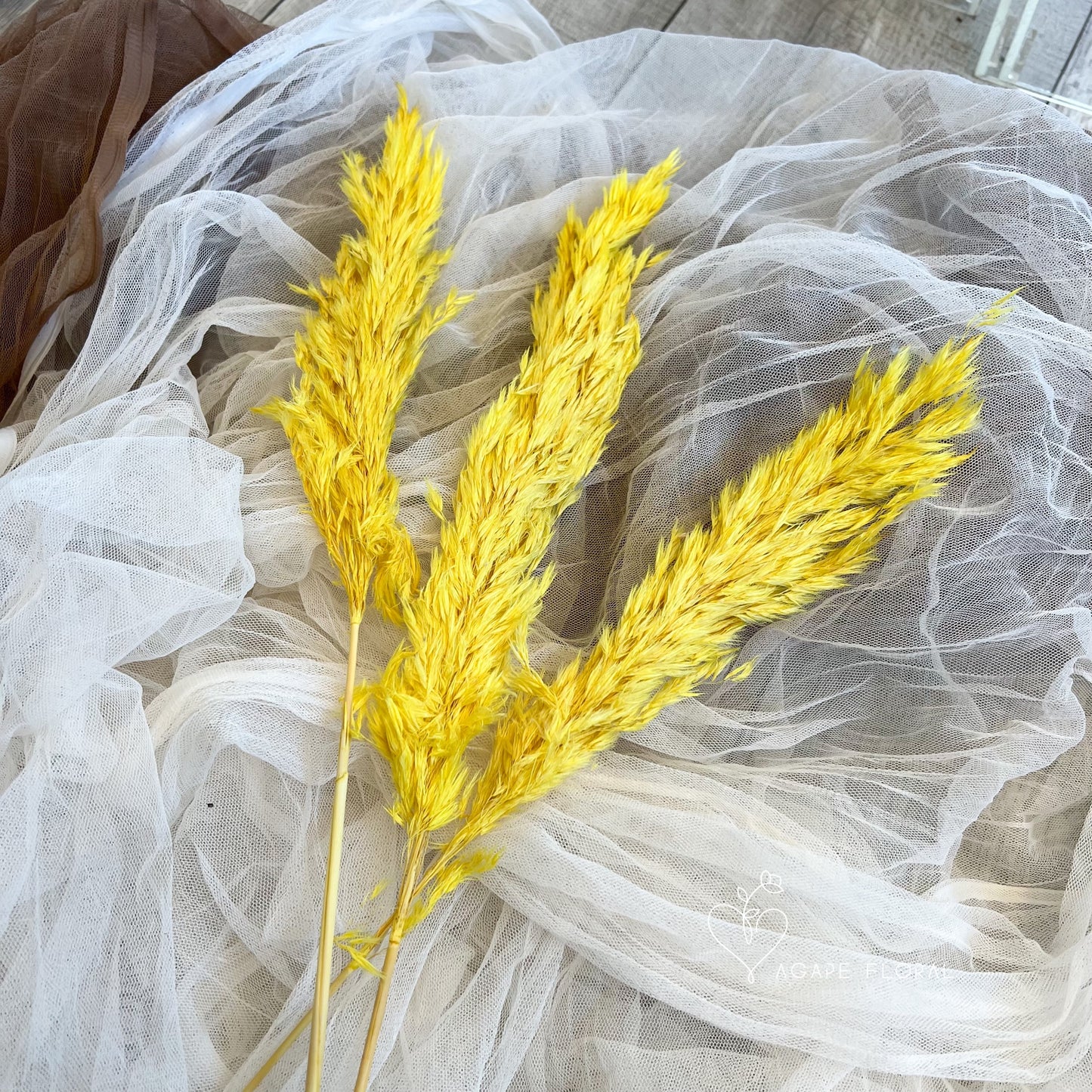 Small Yellow Fluffy Pampas Grass