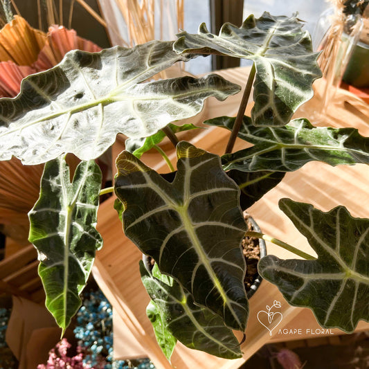 Alocasia Polly