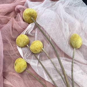 Large Yellow Billy Buttons