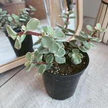 Load image into Gallery viewer, Portulacaria Arfa