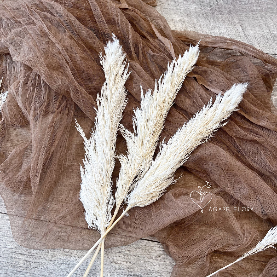Small White Fluffy Pampas Grass