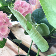 Load image into Gallery viewer, Monstera