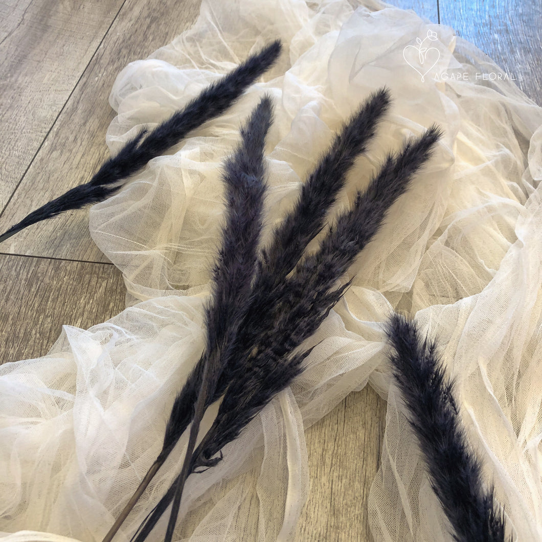 Small Black Pampas Grass