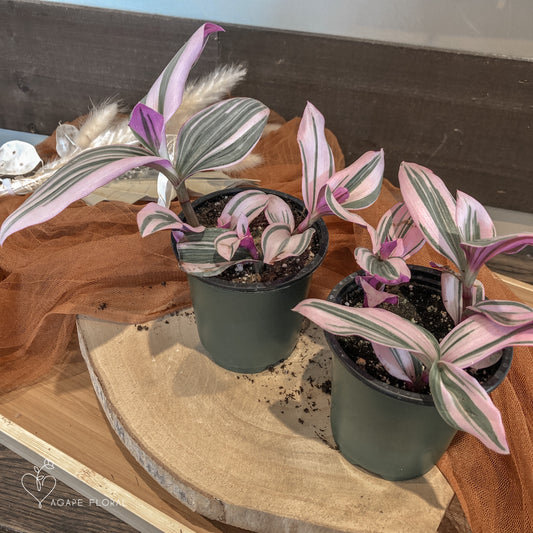 Tradescantia Nanouk