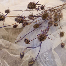 Load image into Gallery viewer, Eryngium Thistle Blue