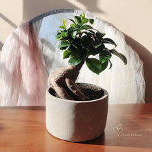 Load image into Gallery viewer, Bonsai Ficus Retusa 5”