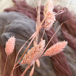 Blush Phalaris