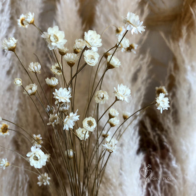 Dried Glixia
