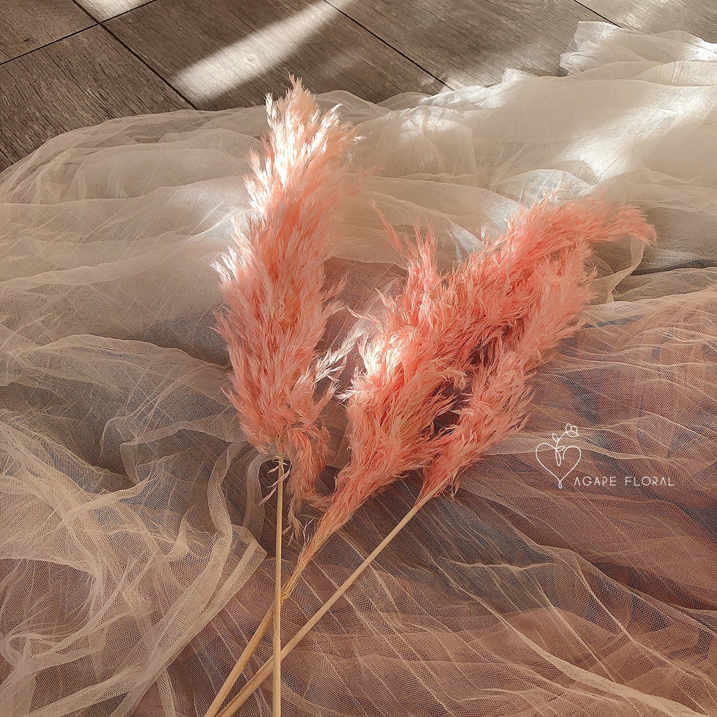 Small Pink Fluffy Pampas Grass