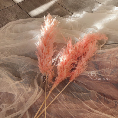 Small Pink Fluffy Pampas Grass