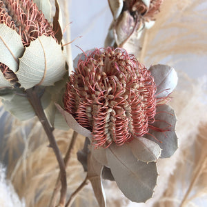 Banksia Coccinea Natural