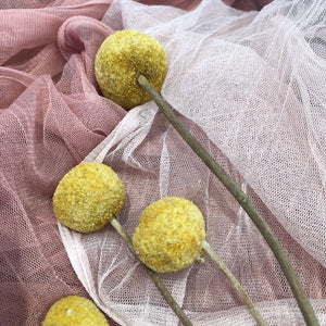 Large Yellow Billy Buttons