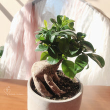 Load image into Gallery viewer, Bonsai Ficus Retusa 5”